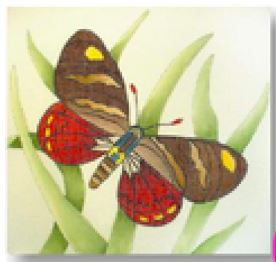 click here to view larger image of Butterfly VI (hand painted canvases)