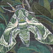 click here to view larger image of Oleander Hawkmoth (hand painted canvases)