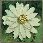 click here to view larger image of Egyptian Lotus (hand painted canvases)