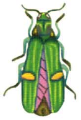click here to view larger image of Green/Purple Beetle (hand painted canvases)