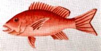 click here to view larger image of Red Snapper (hand painted canvases)