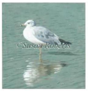 click here to view larger image of Sea Gull  (hand painted canvases)