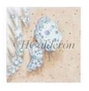 click here to view larger image of Coral Seashore Shell (hand painted canvases)
