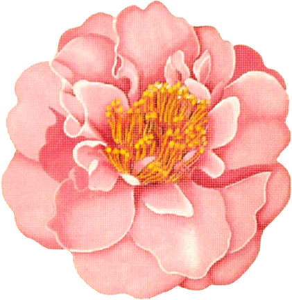 click here to view larger image of Camelias - Light Pink (hand painted canvases)