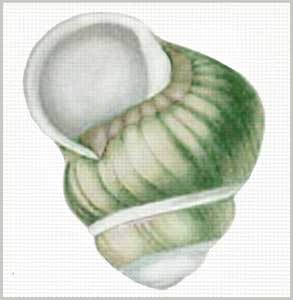 click here to view larger image of Green Shell From Front (hand painted canvases)