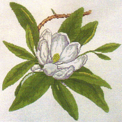 click here to view larger image of Virginia Magnolia (hand painted canvases)