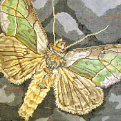click here to view larger image of Diachrysia Balluca Moth (hand painted canvases)