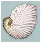 click here to view larger image of Nautilus Shell (hand painted canvases)