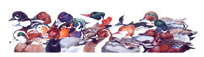 click here to view larger image of Huddle Of Ducks (hand painted canvases)